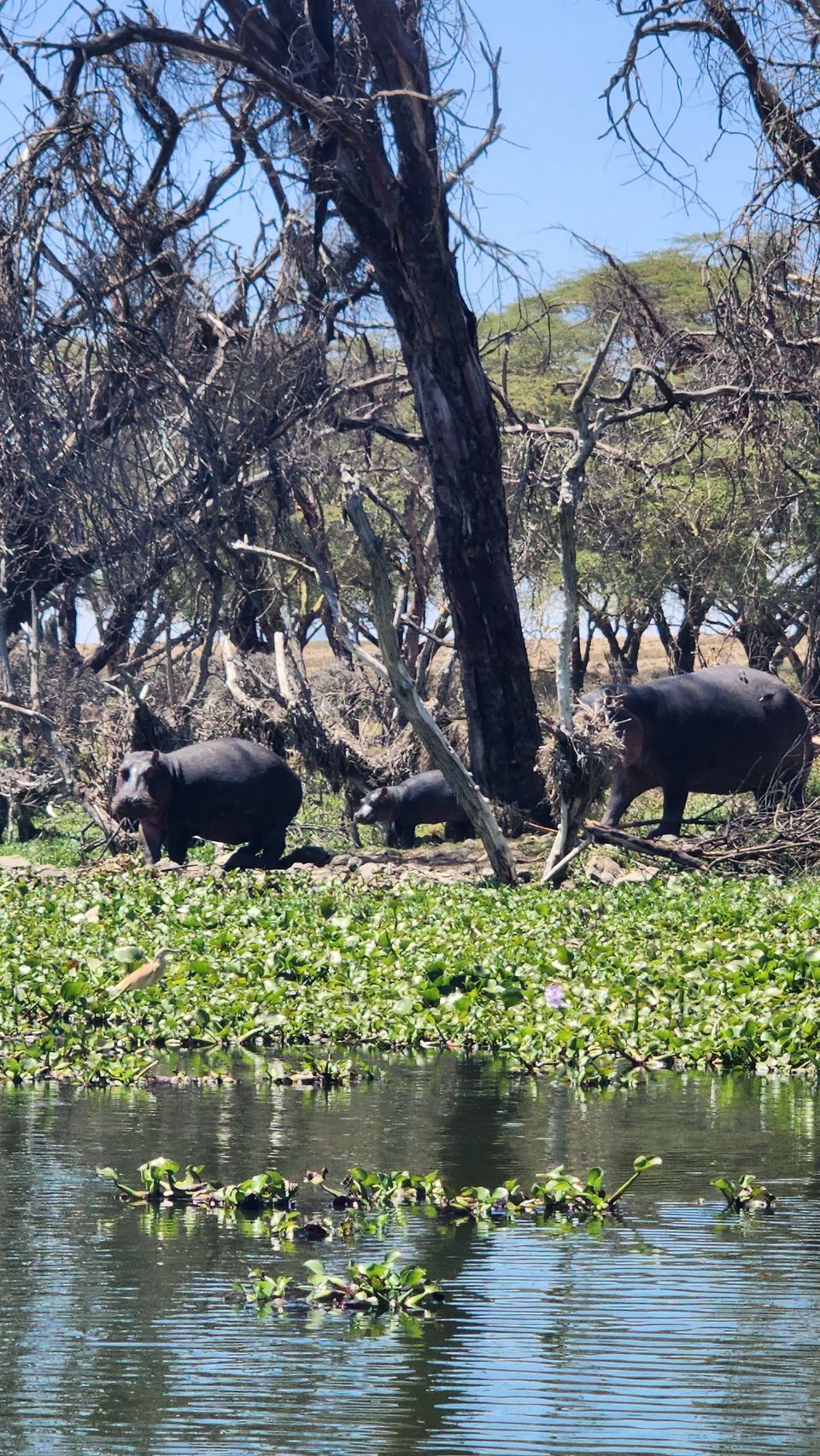 Photo of 10 Days magical Kenya itinerary: A combination of wildlife and beaches by Travelbuddiesforlife_Rk