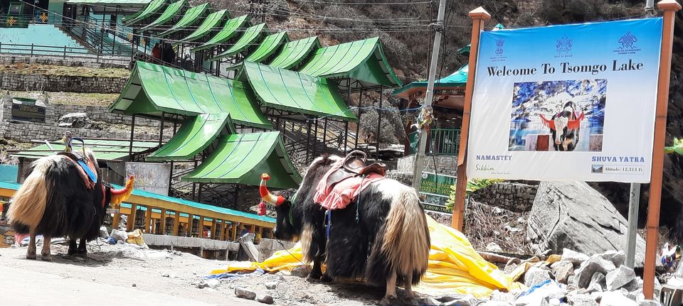 Photo of Trip To Darjeeling/Sikkim – A Travelogue by Smita Kompal Lade