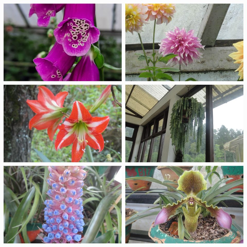 Photo of Trip To Darjeeling/Sikkim – A Travelogue by Smita Kompal Lade