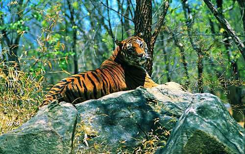 Photo of Wayanad & Coorg : Best tourist places and Things to Do. by Rohit Prajapati (Aaric)