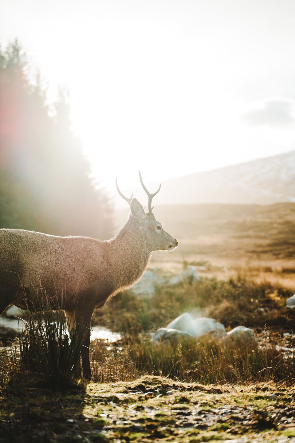Photo of A Trip To The Last Wilderness — Scottish Highlands by Satarupa Mitra Datta