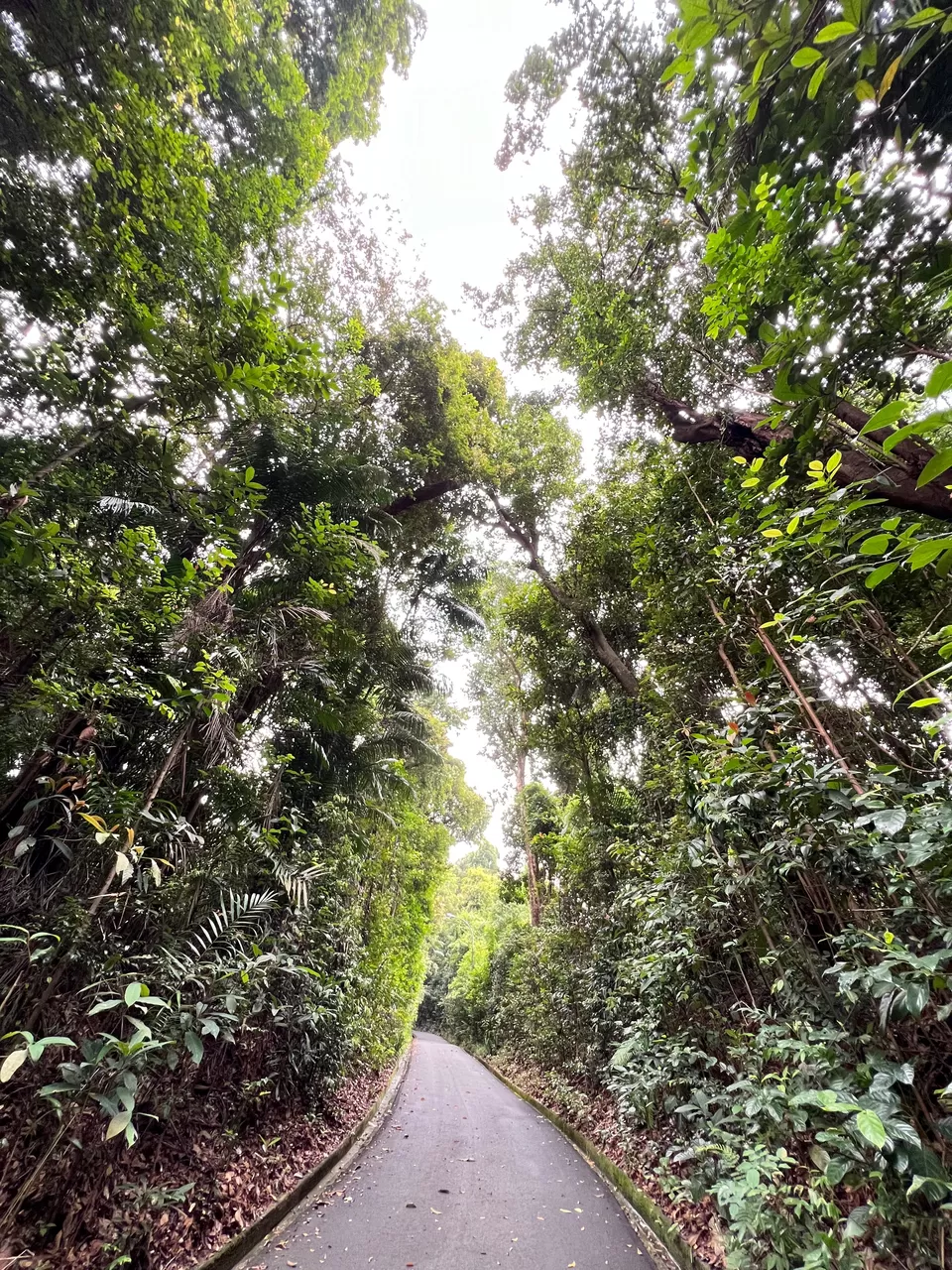 Photo of Trailblazing Through Nature's Playground: 10 Exciting Singapore Nature Parks for Day Hikes by Satarupa Mitra Datta