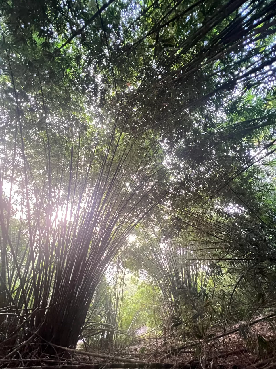 Photo of Trailblazing Through Nature's Playground: 10 Exciting Singapore Nature Parks for Day Hikes by Satarupa Mitra Datta