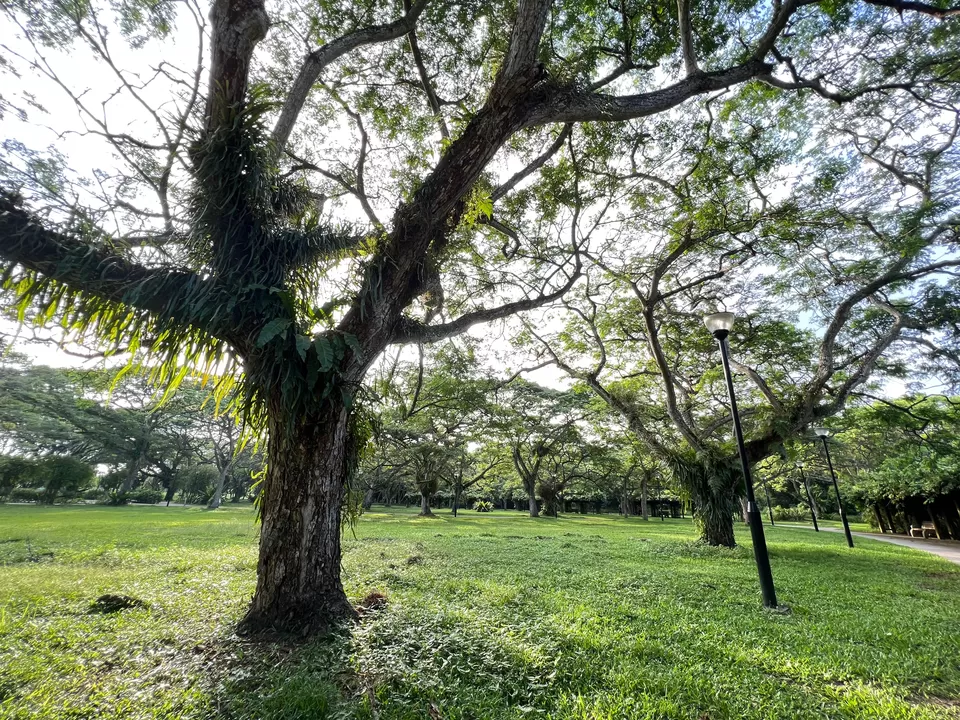 Photo of Trailblazing Through Nature's Playground: 10 Exciting Singapore Nature Parks for Day Hikes by Satarupa Mitra Datta