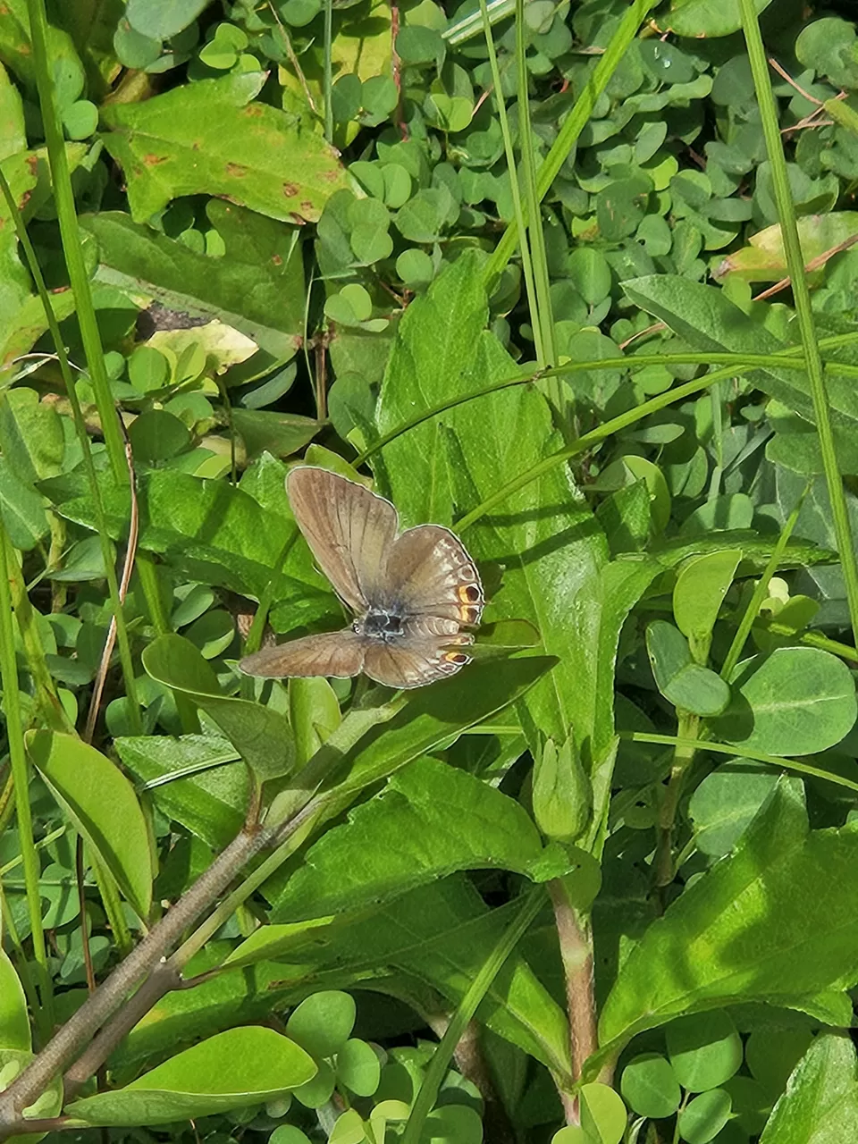 Photo of Chitrakoot Fall: 'Niagara of India' and its ethereal beauty by Samapti Das | @curvy_bongshell