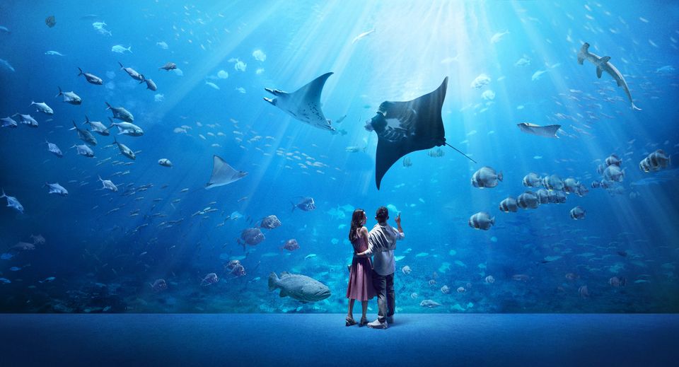 Photo of A Fun Family Holiday in Singapore: Swimming With Dolphins, Meeting Minions & Riding Roller Coasters! by Kadambari Bhatte (curlytravelmess)