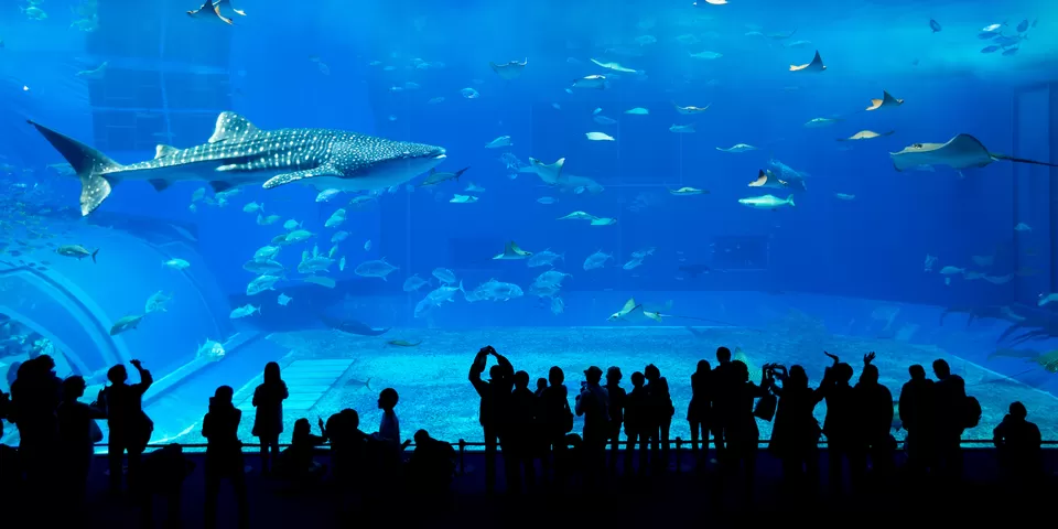Photo of Here’s What You Need to Try in Dubai Based on the Kind of Traveller You Are! by Namrata Das Adhikary