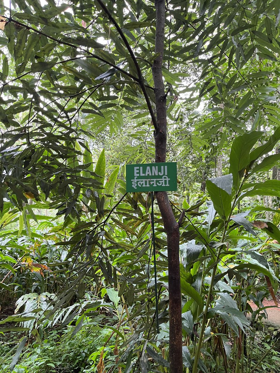 Photo of Best Stays and Places on a 5 day short trip to Kerala :) by DIVYA JAISWAL