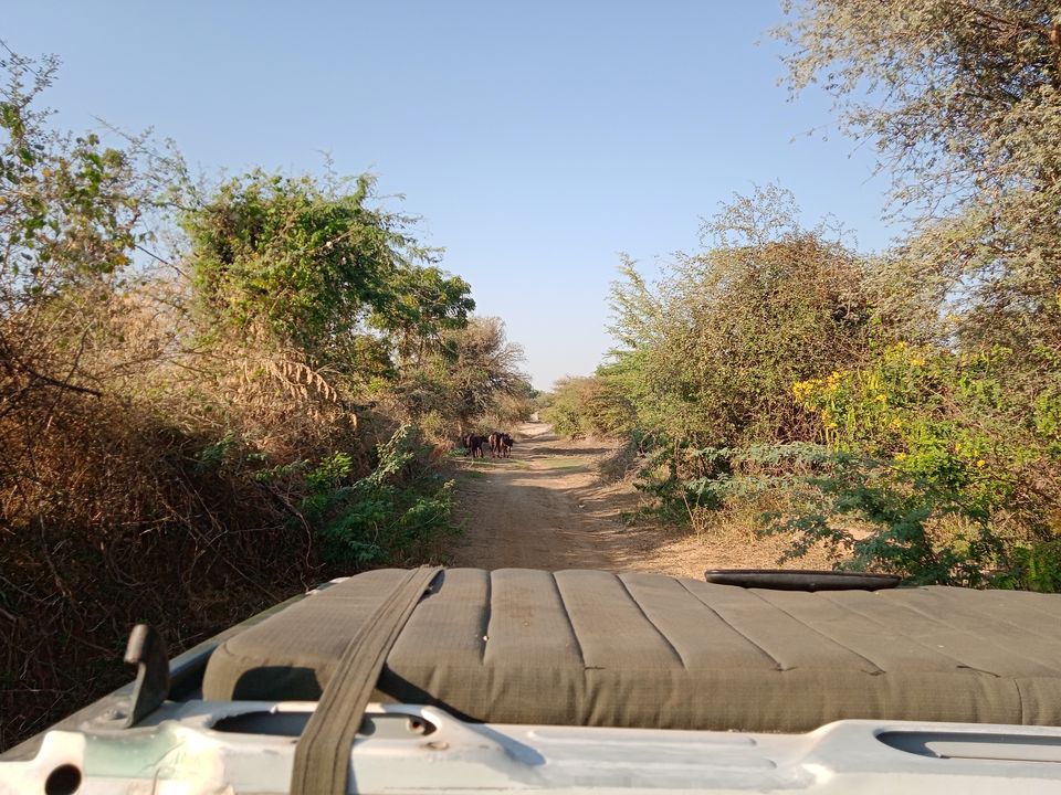 Photo of Rajasthan Biking - Safari Routes by Devansh