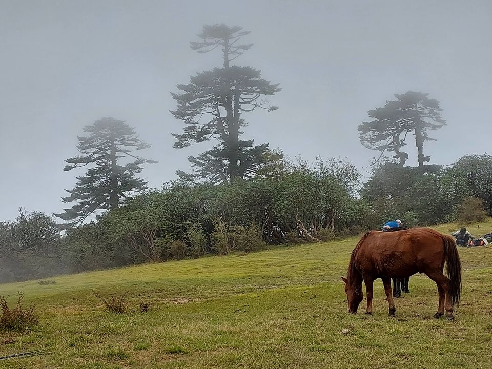 Photo of Clouded @Dzongri by Debjyoti Majumder