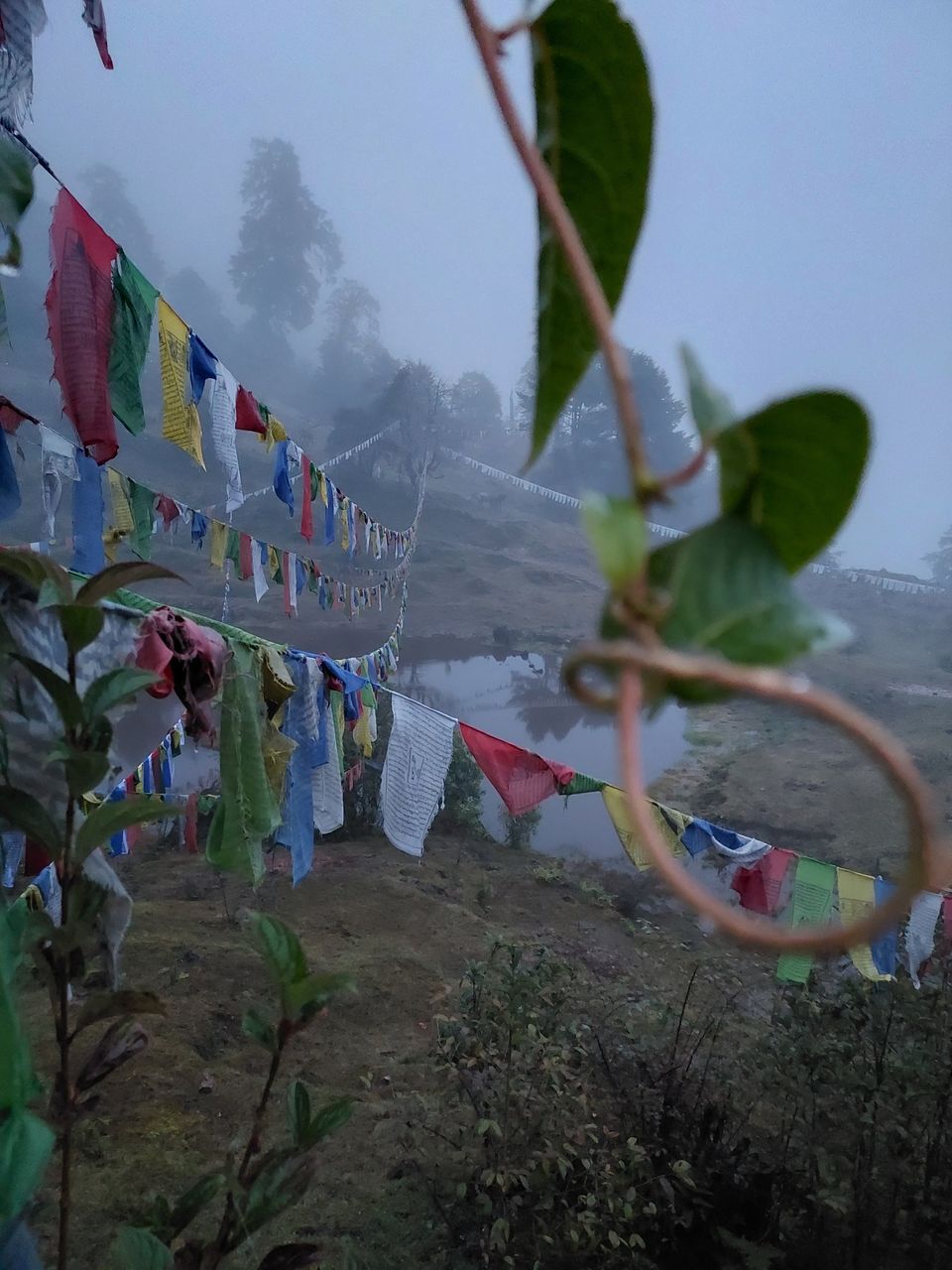 Photo of Clouded @Dzongri by Debjyoti Majumder
