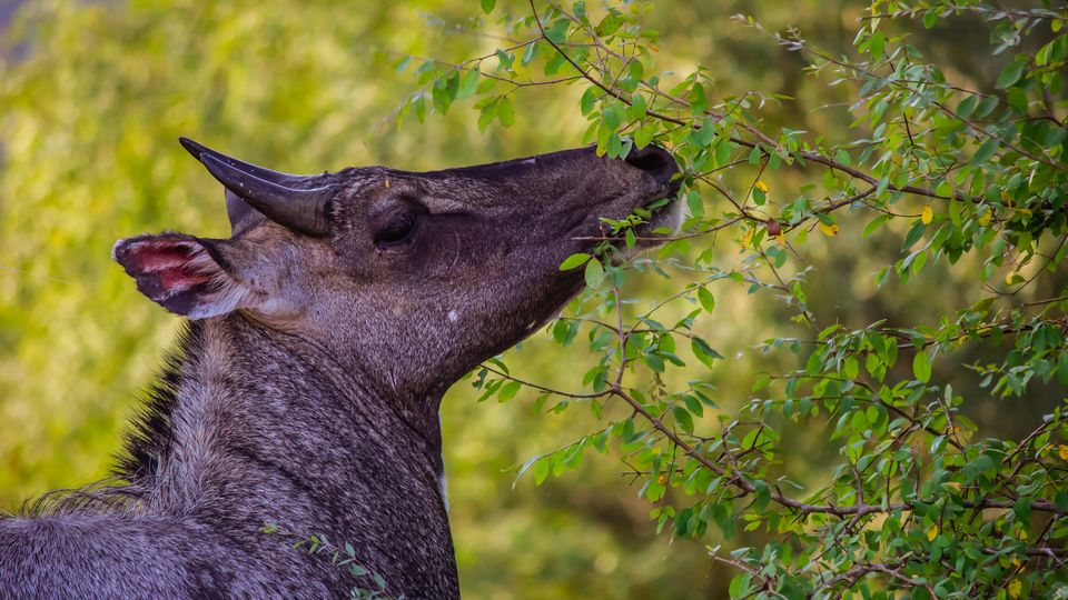 Photo of Sawai Madhopur: The Gateway To Ranthambore by Sinchita Sinha