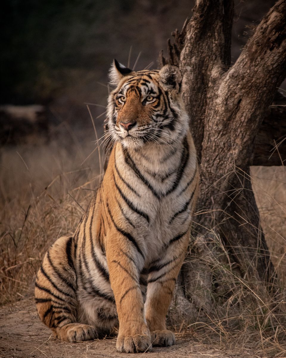 Photo of Sawai Madhopur: The Gateway To Ranthambore by Sinchita Sinha