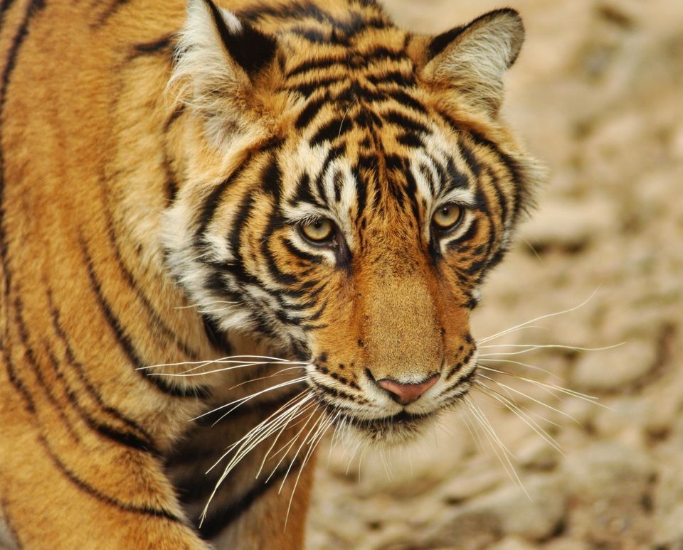 Photo of Sawai Madhopur: The Gateway To Ranthambore by Sinchita Sinha