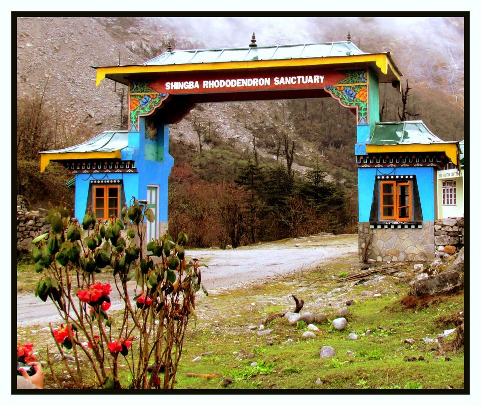 Photo of All You Need to Know About Yumthang Valley, Sikkim by Sinchita Sinha