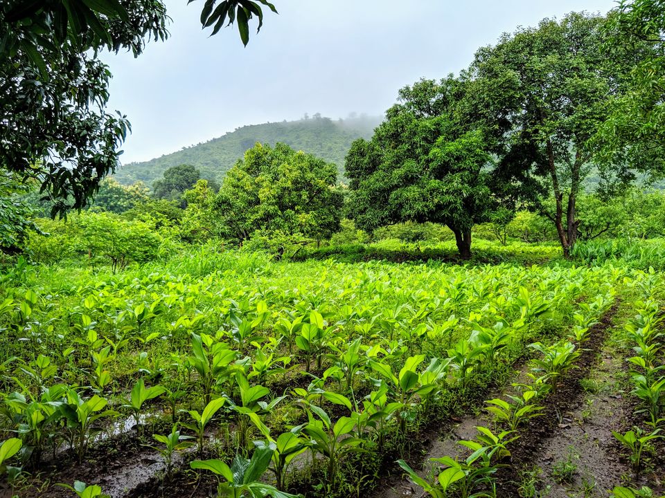 Photo of Places To Visit In Mahabaleshwar, Maharashtra by Sinchita Sinha