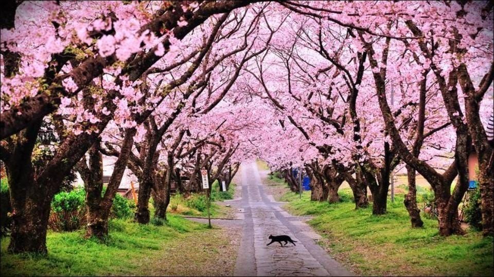 Photo of The Tickets To Shillong Cherry Blossom Festival In India Are Now Live! by Sinchita Sinha