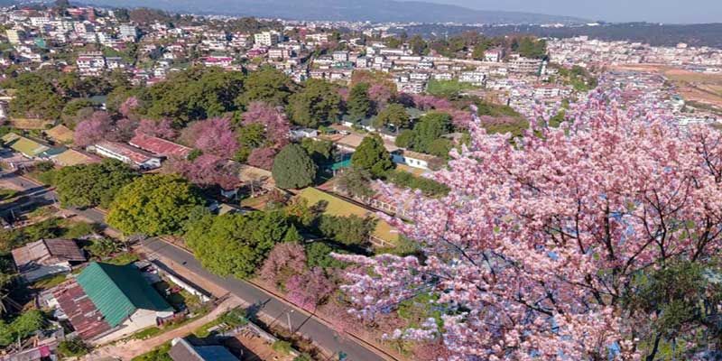 Photo of The Tickets To Shillong Cherry Blossom Festival In India Are Now Live! by Sinchita Sinha