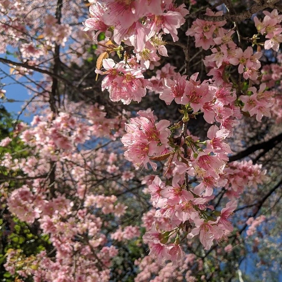 Photo of The Tickets To Shillong Cherry Blossom Festival In India Are Now Live! by Sinchita Sinha