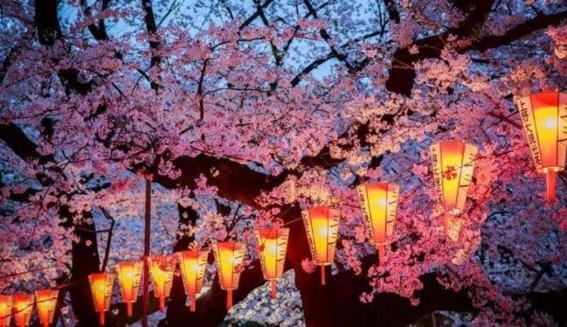 Photo of The Tickets To Shillong Cherry Blossom Festival In India Are Now Live! by Sinchita Sinha