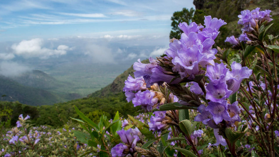 Photo of A Flower That Appears “Once In A Blue Bloom” After Every 12 Years Has Blossomed in Chikkamagalur!! by Sinchita Sinha