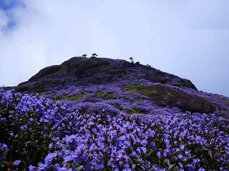 Photo of A Flower That Appears “Once In A Blue Bloom” After Every 12 Years Has Blossomed in Chikkamagalur!! by Sinchita Sinha