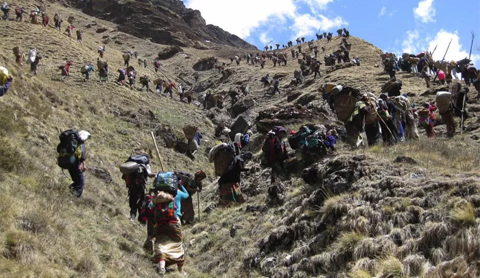 Photo of Ever Heard Of “Himalayan Viagra”? 2 Missing And 3 Dead Trying To Find This Herb In Nepal! by Sinchita Sinha