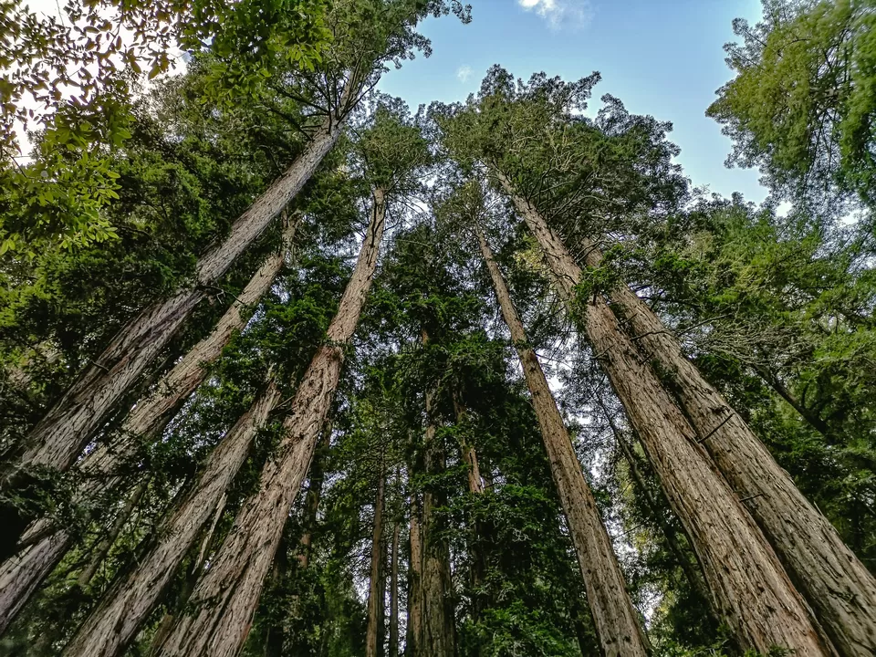 Photo of Muir Woods National Monument, Mill Valley by Sinchita Sinha