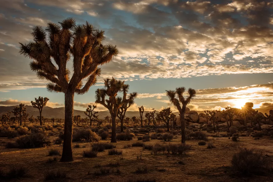 Photo of Joshua Tree National Park, California by Sinchita Sinha