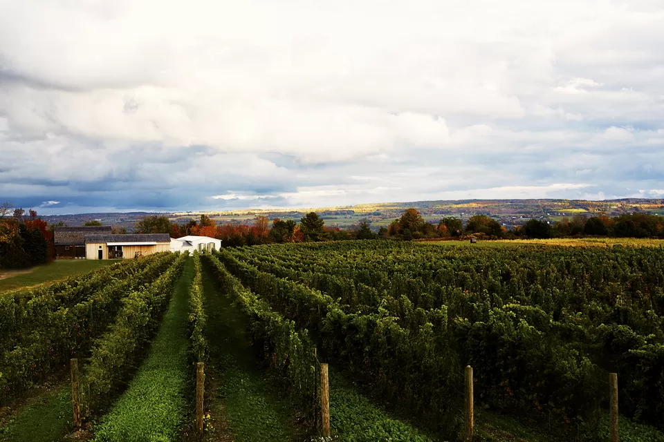 Photo of Hermann J. Wiemer Vineyard, Dundee by Sinchita Sinha