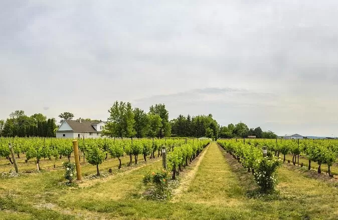 Photo of Reif Estate Winery, Niagara-on-the-Lake by Sinchita Sinha