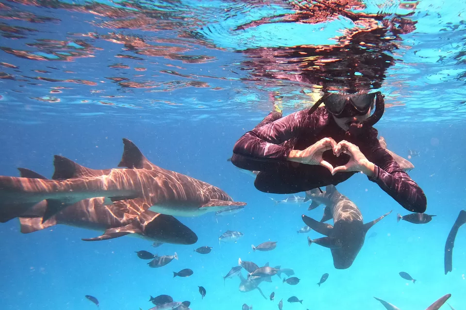 Photo of For Just 88K INR, Fly Off to Attend The Annual Scuba Retreat in Maldives and Swim With Sharks! by Sinchita Sinha