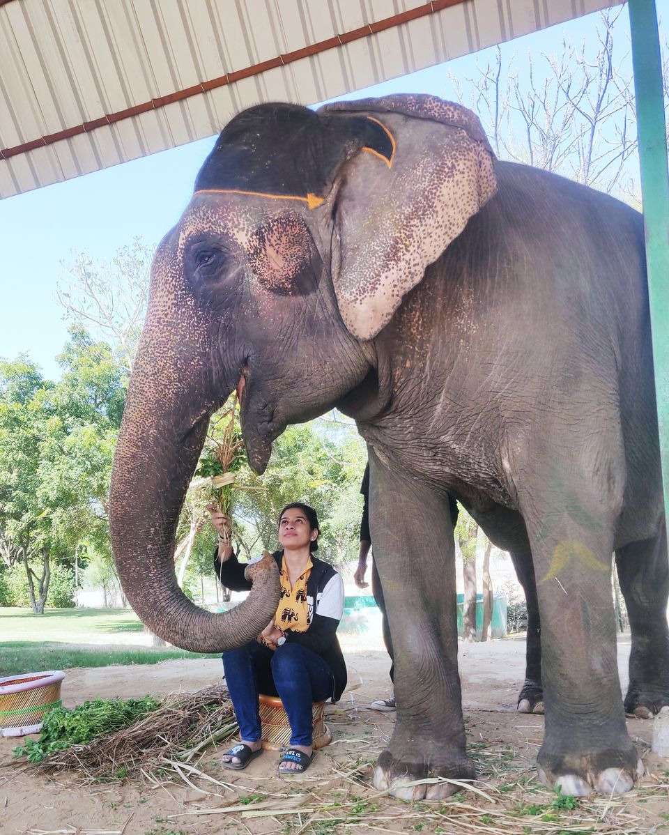 Photo of Dayout with elephants in Jaipur, Rajasthan! by Nisha