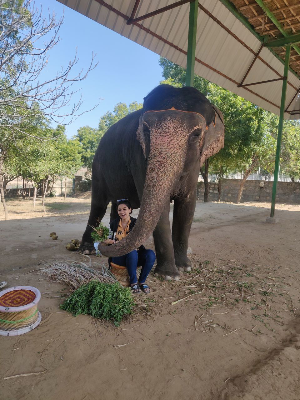 Photo of Dayout with elephants in Jaipur, Rajasthan! by Nisha