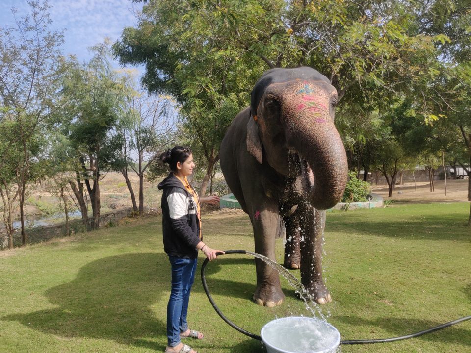 Photo of Dayout with elephants in Jaipur, Rajasthan! by Nisha