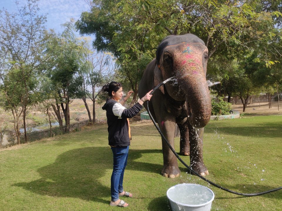 Photo of Dayout with elephants in Jaipur, Rajasthan! by Nisha