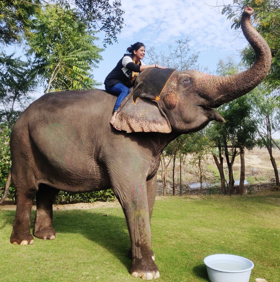 Photo of Dayout with elephants in Jaipur, Rajasthan! by Nisha