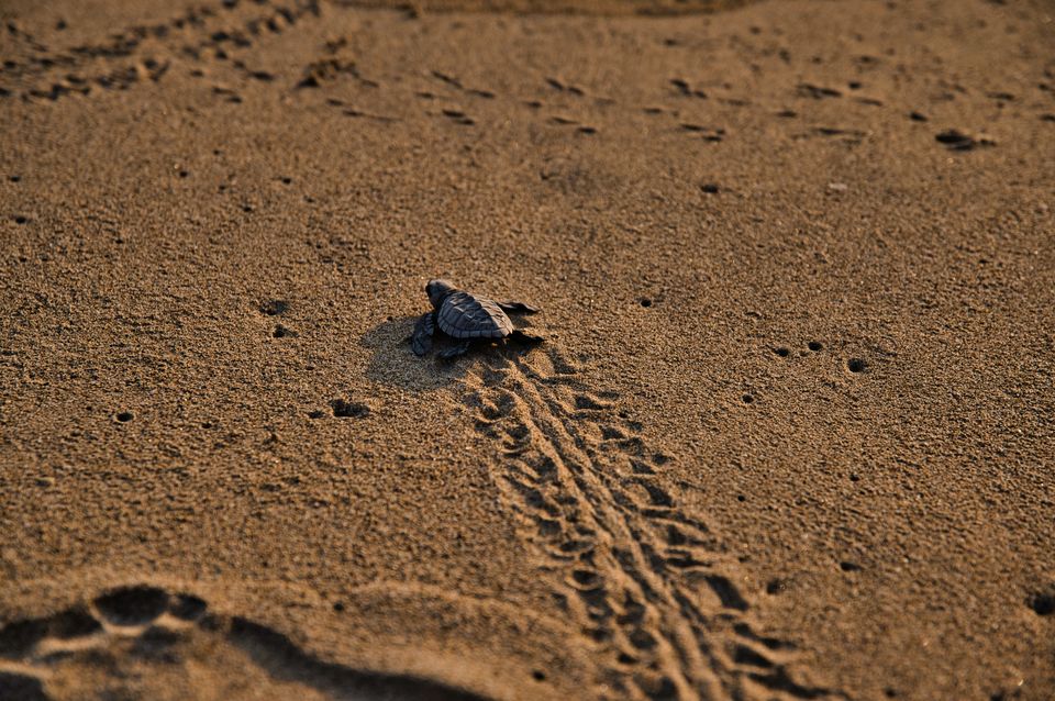 Photo of This summer visit the Velas Turtle Festival by Rushikesh