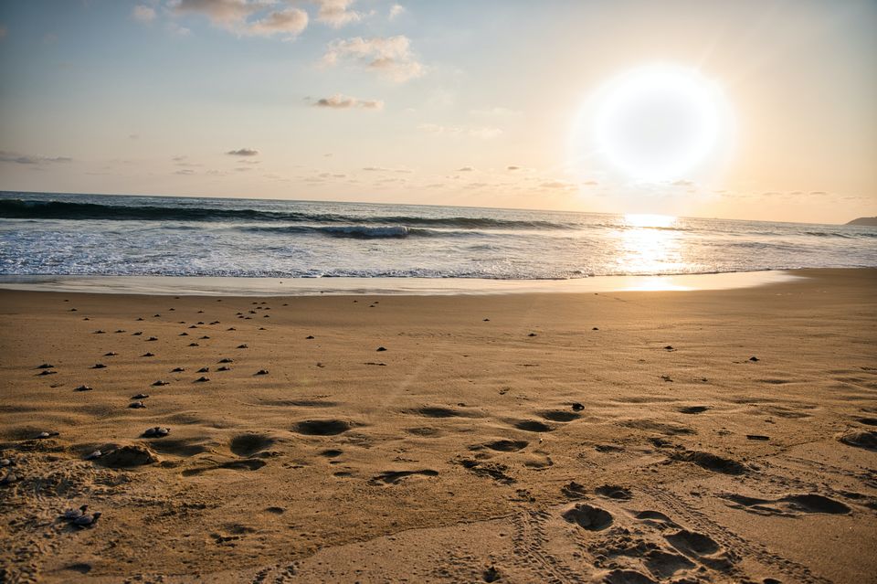 Photo of This summer visit the Velas Turtle Festival by Rushikesh