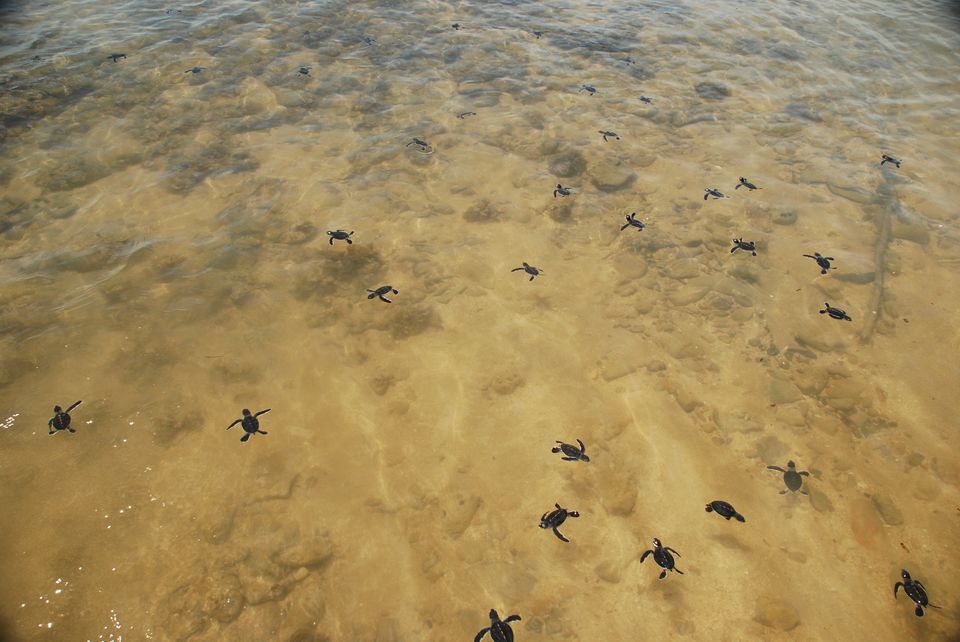Photo of This summer visit the Velas Turtle Festival by Rushikesh