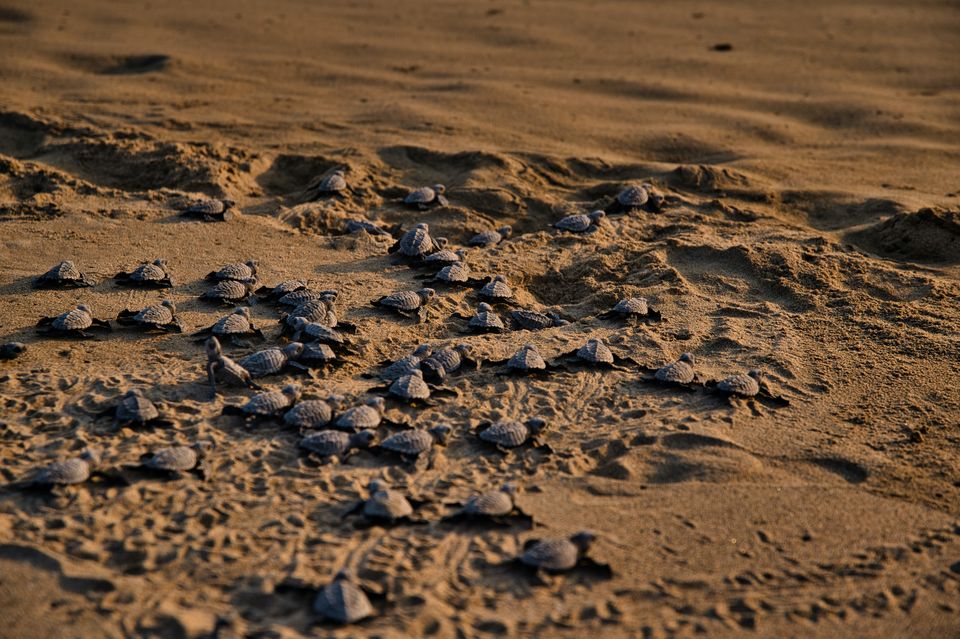 Photo of This summer visit the Velas Turtle Festival by Rushikesh