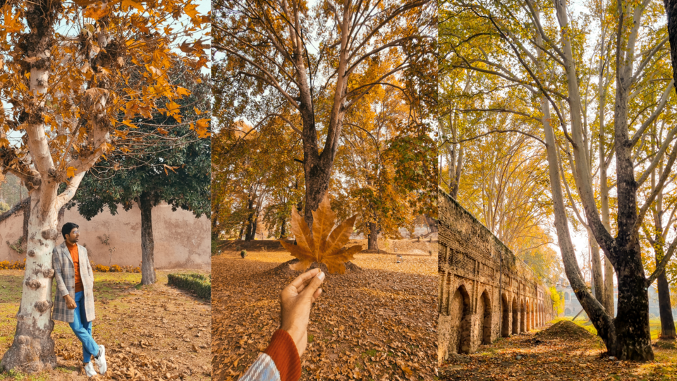 Photo of Nishat Garden, Srinagar by Rushikesh