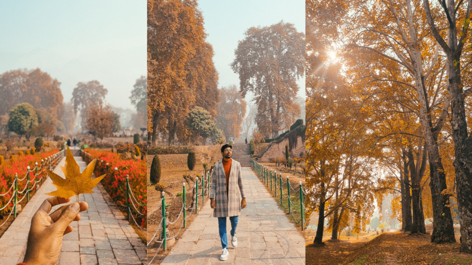 Photo of Kashmir's Nishant Bagh in Autumn by Rushikesh