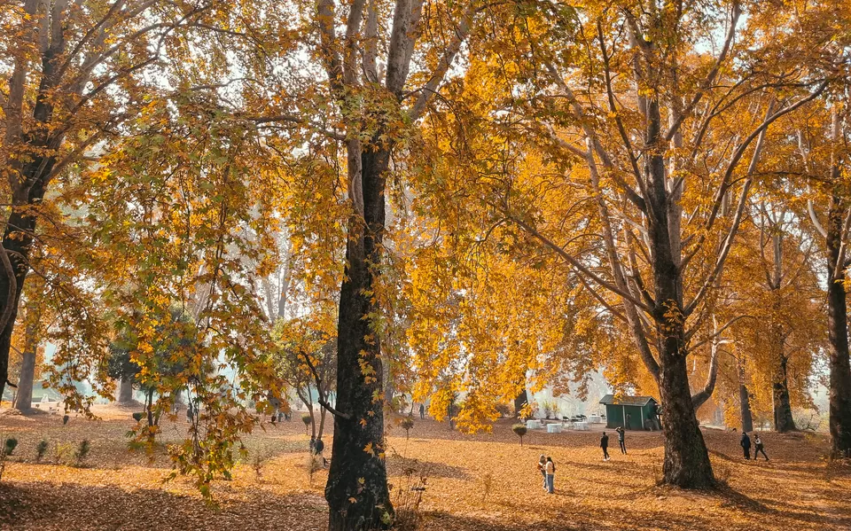 Photo of Kashmir's Nishant Bagh in Autumn by Rushikesh
