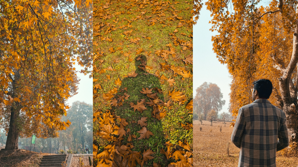 Photo of Kashmir's Nishant Bagh in Autumn by Rushikesh