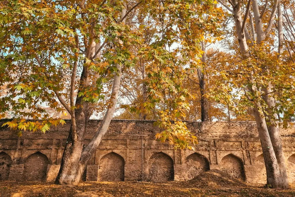 Photo of Kashmir's Nishant Bagh in Autumn by Rushikesh