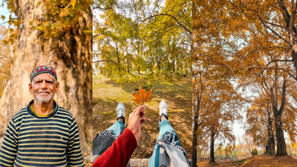 Photo of Kashmir's Nishant Bagh in Autumn by Rushikesh