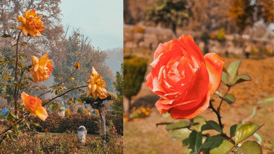 Photo of Kashmir's Nishant Bagh in Autumn by Rushikesh
