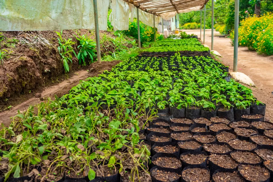 Photo of Snowline Fruits Garden, Kanthalloor by GOUTHAMKUMAR JANAKIRAMAN