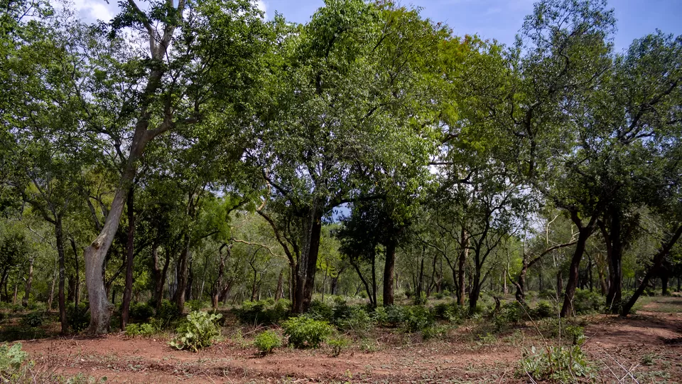 Photo of Marayoor Sandalwood Forest, Kannan Devan Hills by GOUTHAMKUMAR JANAKIRAMAN